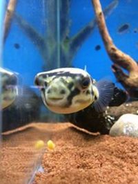 The Aquatic Store Bristol - Specialist Freshwater Retailer - Full stock list - 22.04.17