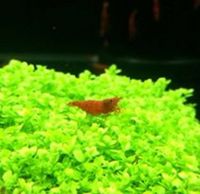 The Aquatic Store Bristol - Specialist Freshwater Retailer - Full stock list - 22.04.17