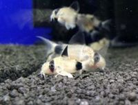 The Aquatic Store Bristol - Specialist Freshwater Retailer - Full stock list - 22.04.17
