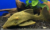The Aquatic Store Bristol - Specialist Freshwater Retailer - Full stock list - 22.04.17