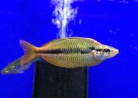 The Aquatic Store Bristol - Specialist Freshwater Retailer - Full stock list - 22.04.17