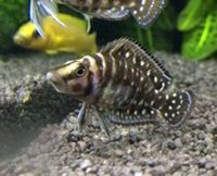 The Aquatic Store Bristol - Specialist Freshwater Retailer - Full stock list - 22.04.17