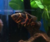 The Aquatic Store Bristol - Specialist Freshwater Retailer - Full stock list - 22.04.17