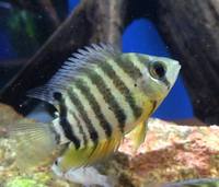 The Aquatic Store Bristol - Specialist Freshwater Retailer - Full stock list - 22.04.17