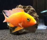 The Aquatic Store Bristol - Specialist Freshwater Retailer - Full stock list - 22.04.17