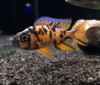 The Aquatic Store Bristol - Specialist Freshwater Retailer - Full stock list - 22.04.17