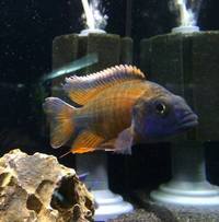 The Aquatic Store Bristol - Specialist Freshwater Retailer - Full stock list - 22.04.17