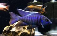The Aquatic Store Bristol - Specialist Freshwater Retailer - Full stock list - 22.04.17