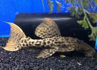 The Aquatic Store Bristol - Specialist Freshwater Retailer - Full stock list - 22.04.17