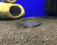 The Aquatic Store Bristol - Specialist Freshwater Retailer - Full stock list - 22.04.17