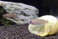The Aquatic Store Bristol - Specialist Freshwater Retailer - Full stock list - 22.04.17