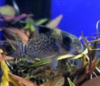 The Aquatic Store Bristol - Specialist Freshwater Retailer - Full stock list - 22.04.17