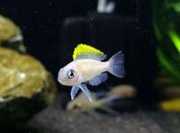 The Aquatic Store Bristol - Specialist Freshwater Retailer - Full stock list - 22.04.17