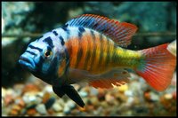 Malawi Haps and Peacocks Haplochromis & Alunocara Cichlids