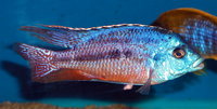 Malawi Haps and Peacocks Haplochromis & Alunocara Cichlids