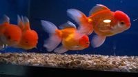 FANCY GOLDFISH