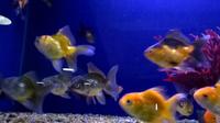 FANCY GOLDFISH