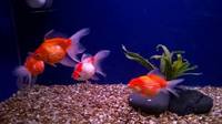 FANCY GOLDFISH