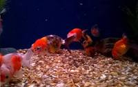 FANCY GOLDFISH