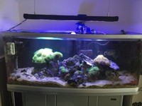 4 Foot Marine Fish Tank - complete setup. Only £450. MUST GO