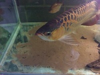 fresh water crayfish ( lobster )for sale Leeds