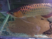 fresh water crayfish ( lobster )for sale Leeds
