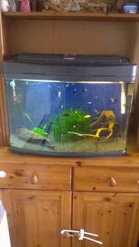 the safe tank