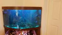 Juwel Trigon 350 Marine Converted tank