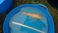 Maruhiro Nisai Japanese Koi for Sale
