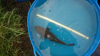 Maruhiro Nisai Japanese Koi for Sale