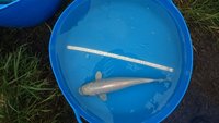 Maruhiro Nisai Japanese Koi for Sale