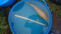 Maruhiro Nisai Japanese Koi for Sale