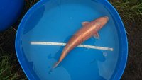 Maruhiro Nisai Japanese Koi for Sale