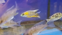 AULONACARA JACOBFREIBERGI - EUREKA RED YOUNG FOR SALE