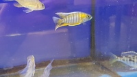 AULONACARA JACOBFREIBERGI - EUREKA RED YOUNG FOR SALE