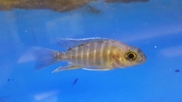 AULONACARA JACOBFREIBERGI - EUREKA RED YOUNG FOR SALE