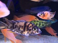 African cichlid fish, peacocks, Malawi , mbuna for tropical fish tank aquarium