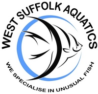 PREDATOR FISH SPECIALIST UK