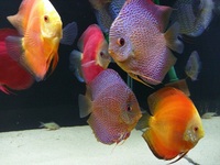 Discus For Sale Scotland