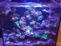 Various Frags - Bargain Prices. Brighton.