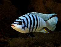 F1/Wild cichlids for sale or swap for tropheus