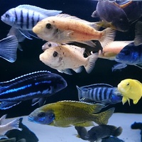 Mbuna cichlids