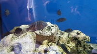 For sale Tropheus Bulu Point F1 10 for £55.