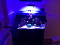 Looking to sell coral, aqua Roche, 5 snails, starfish , 2 clown fish and mix of corals in one go
