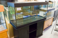 Large Aquarium clear out.