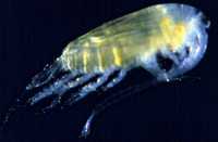 100ml of live marine copepods £9.50 inc postage!!!