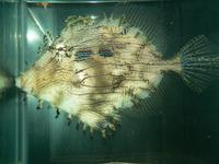 Fish for Sale