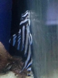 L046 Zebra Plecos