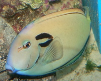 Fish for Sale
