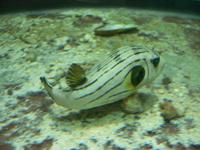 Fish for Sale